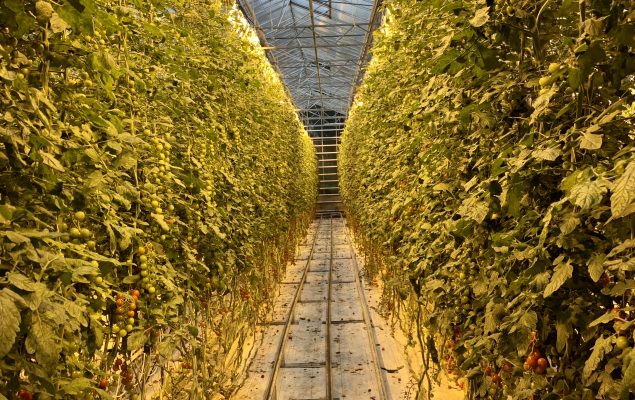 Rows of tomatoes growing in the greenhouse