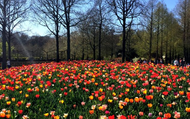 Keukenhof Gardens